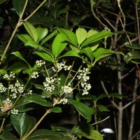 Olea polygama Wight